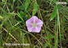 Calystegia sepium